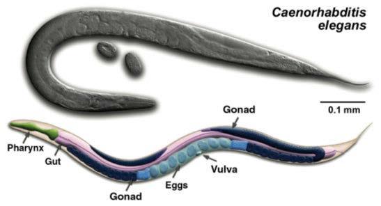 Free living roundworms In aquatic environments: they play a role in decomposition In soil environments: Predators of other nematodes and bacteria Important as food for mites, insects