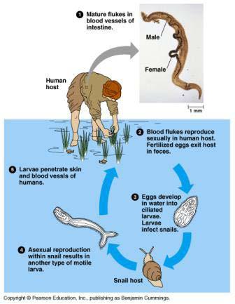 Parasites of vertebrates Chinese Liver fluke,