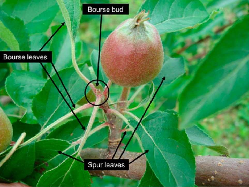 Individual apple fruiting spur