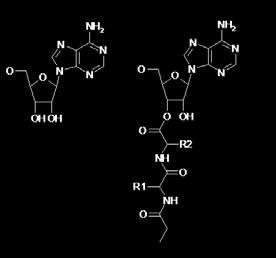 Deprotonation of the zwitterionic intermediate yields an anion, which eliminates the deacyl-trna in formation of the