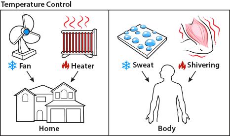 6. Maintain homeostasis Homeostasis a term that is used to both describe the survival of organisms in an ecosystem and to describe the successful survival of cells inside of an organism.