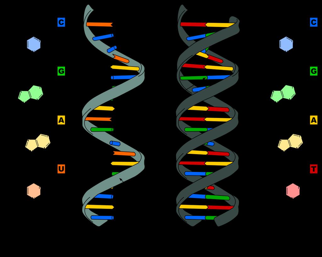 7. Have a universal genetic code All living things have DNA (or RNA) DNA Deoxyribonucleic acid RNA RibonucleicAcid