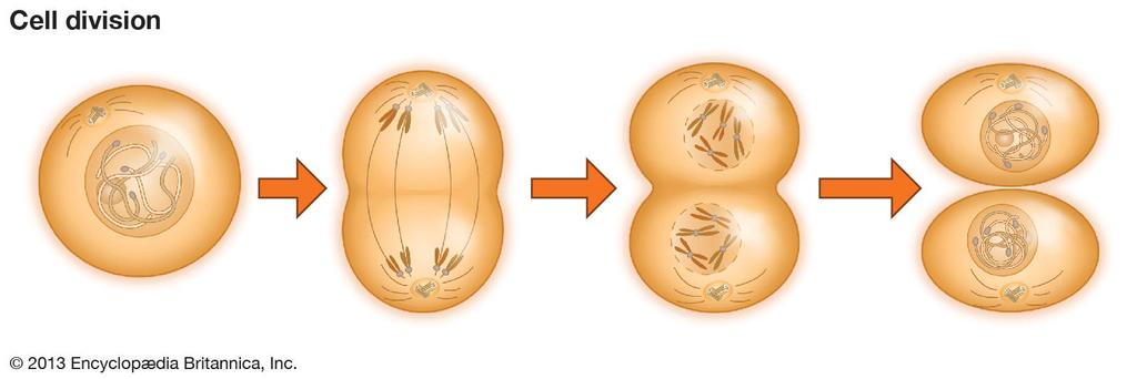 5. Grow and Develop Each cell divides to make new cells (cell division) results in