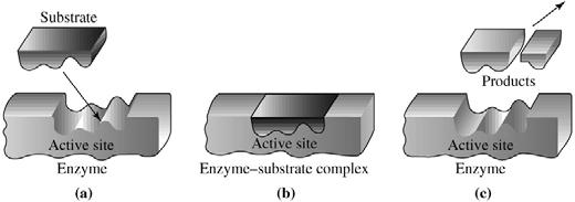 Enzymes as Catalysts the most impressive examples of homogeneous catalysis occur in nature where complex reactions are made possible by high molar mass molecules known as enzymes catalytic action of