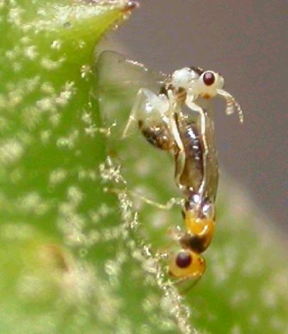 394 植物保護學會會刊第 46 卷第 4 期 2004 More than 1 species of wasps were reared from twigs bearing galls, including the gall inducer (Fig. 3) and some parasitoids.