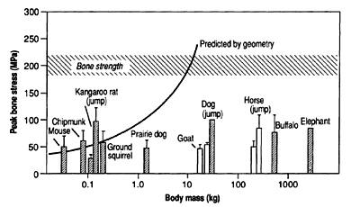 2. Mammalian bones and scaling Compressional strength of bones is 200 MPa - peak stresses in