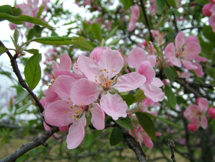 April Nectar Spring