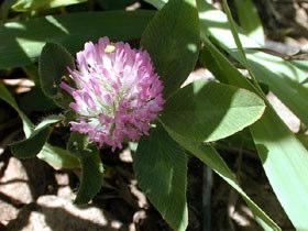 Red Clover Myth Very deep flower Can be a valuable honey
