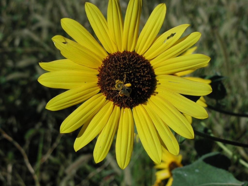 Annual Sunflower August &