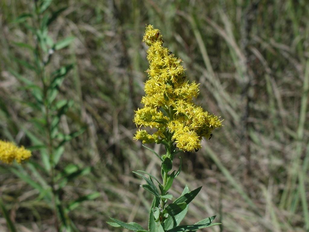 Goldenrod August - October Nectar & Pollen Nectar source for