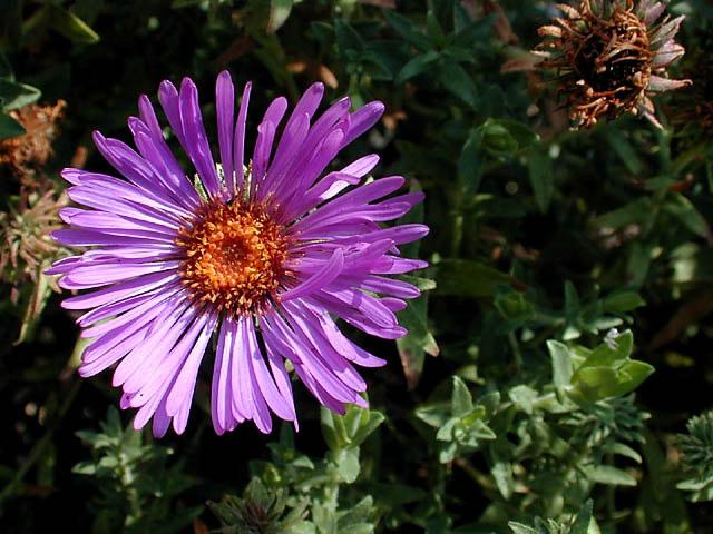 New England Aster September to frost Nectar