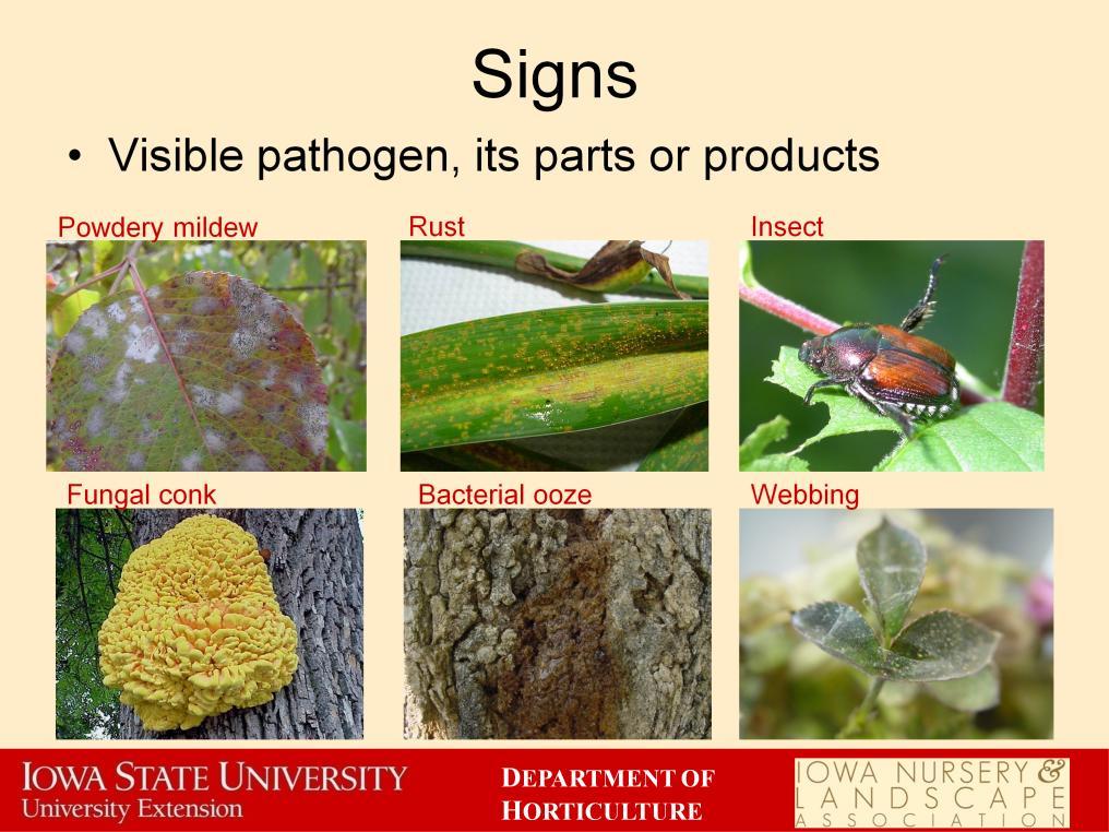 Signs are another way that we can tell that a plant is sick.