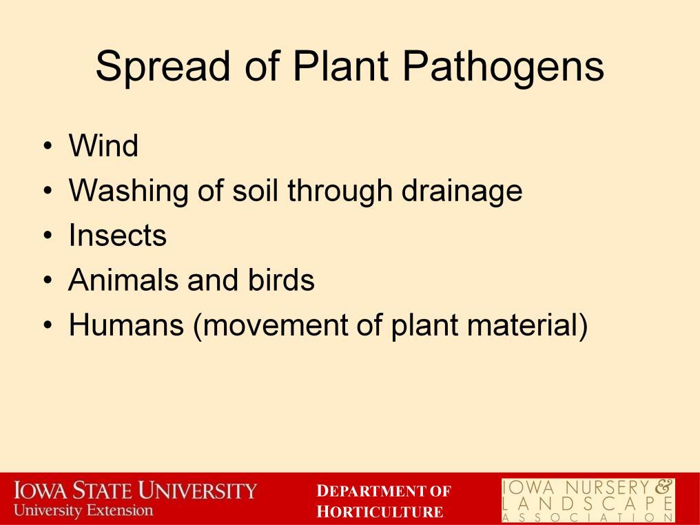 Plant pathogens can spread from plant to plant in a variety of ways, depending on the pathogen. Many pathogens, especially fungi that attack the leaves, travel in air currents.