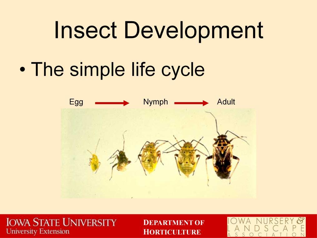 The stages in a simple life cycle are egg, nymph, and adult.