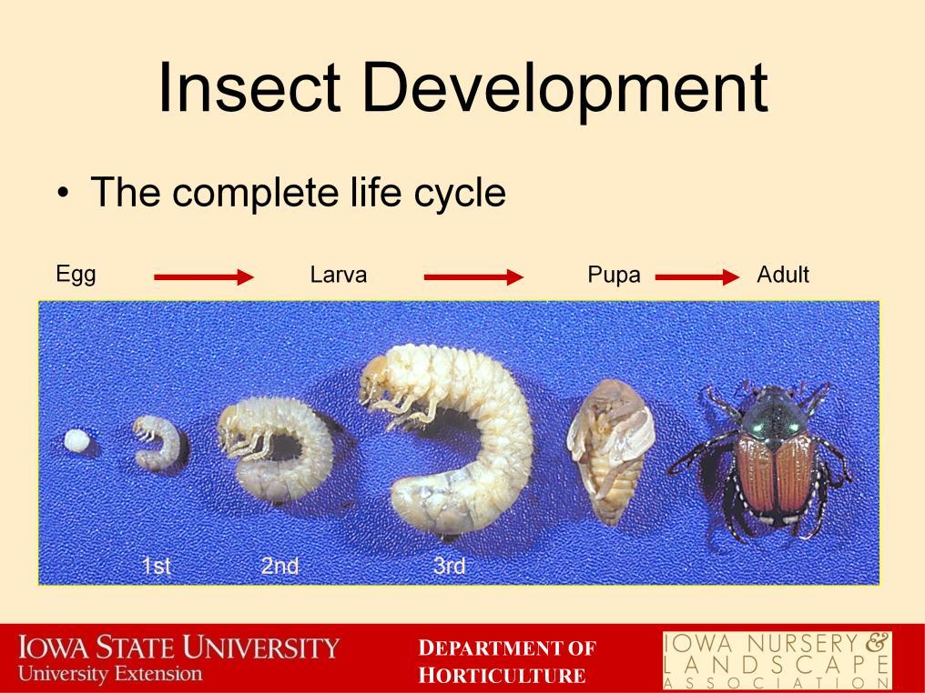 Insects with a complete lifecycle have a pupal stage between the larval and adult stages.