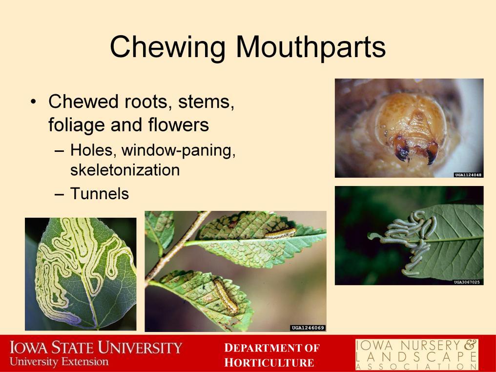 Knowing what sort mouthparts an insect has can help you narrow down who did the damage to your plants.