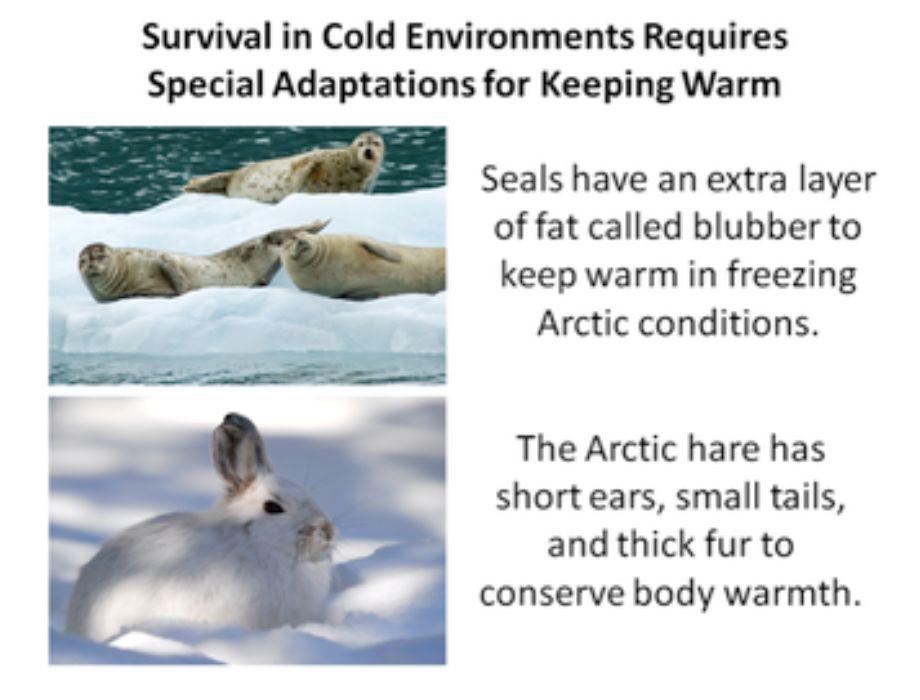 Adaptations Key Concept 2: Structures of some animals, such as the blubber of seals or the fur of rabbits, help some animals survive in cold weather conditions.