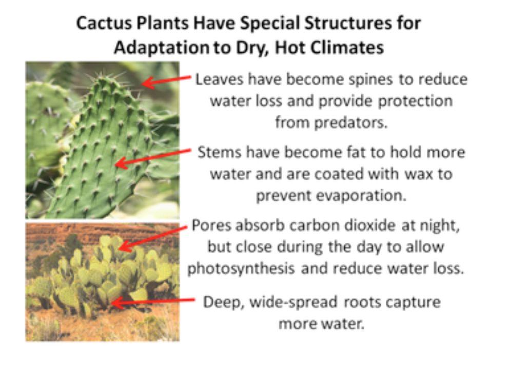 Adaptations Key Concept 3: Structures, such as the waxy coating of a cactus or the