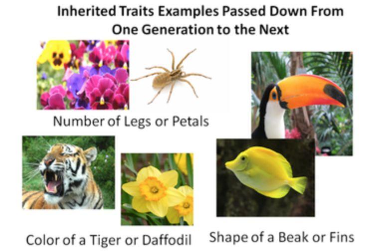 Traits Key Concept 2: Inherited characteristics include mainly physical characteristics, such as fins on a fish, stripes on a tiger, or the yellow color of a daffodil.
