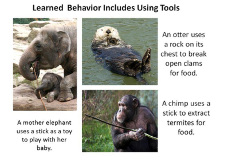Traits Key Concept 3: Learned behaviors include using tools, such as a chimp s use of