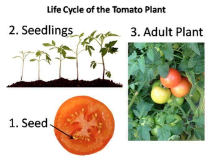 Young plants (seedlings), such as tomato plants