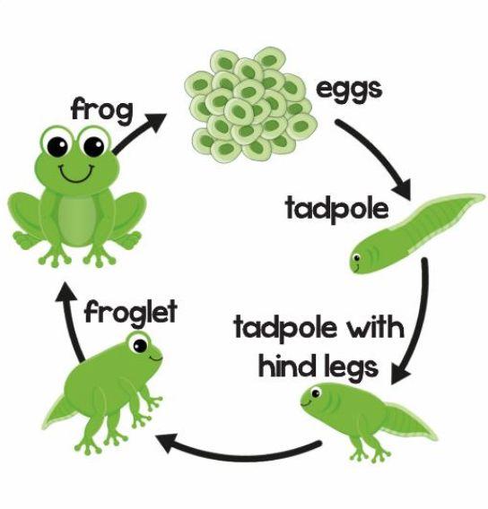 Life Cycles Amphibians, such as frogs, have completely different life cycles. Frogs change their appearances from childhood to adulthood. This is called complete metamorphosis.