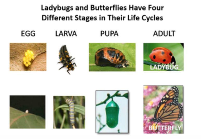 Life Cycles Insects also experience a complete change in their appearances during their life cycle.