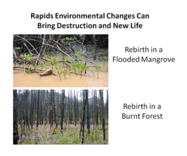 Environments For example, a forest fire clears dead plants to