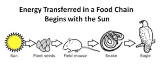 Food Chains Key Concept 1: Energy that moves through a food chain originally comes from the Sun.