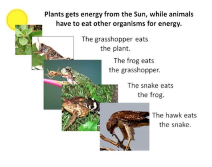 Key Concept 2: Plants get their energy from the Sun and animals get their energy from plants and other organisms.