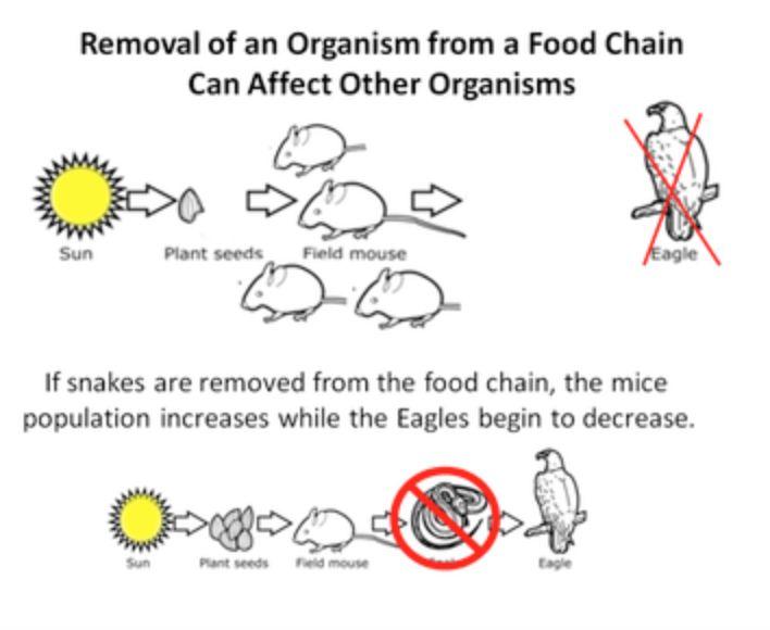 Food Chains Key Concept 3: Removal of an organism from a food chain can affect other organisms. For example, imagine a food chain in which all the snakes in an area are killed or removed.