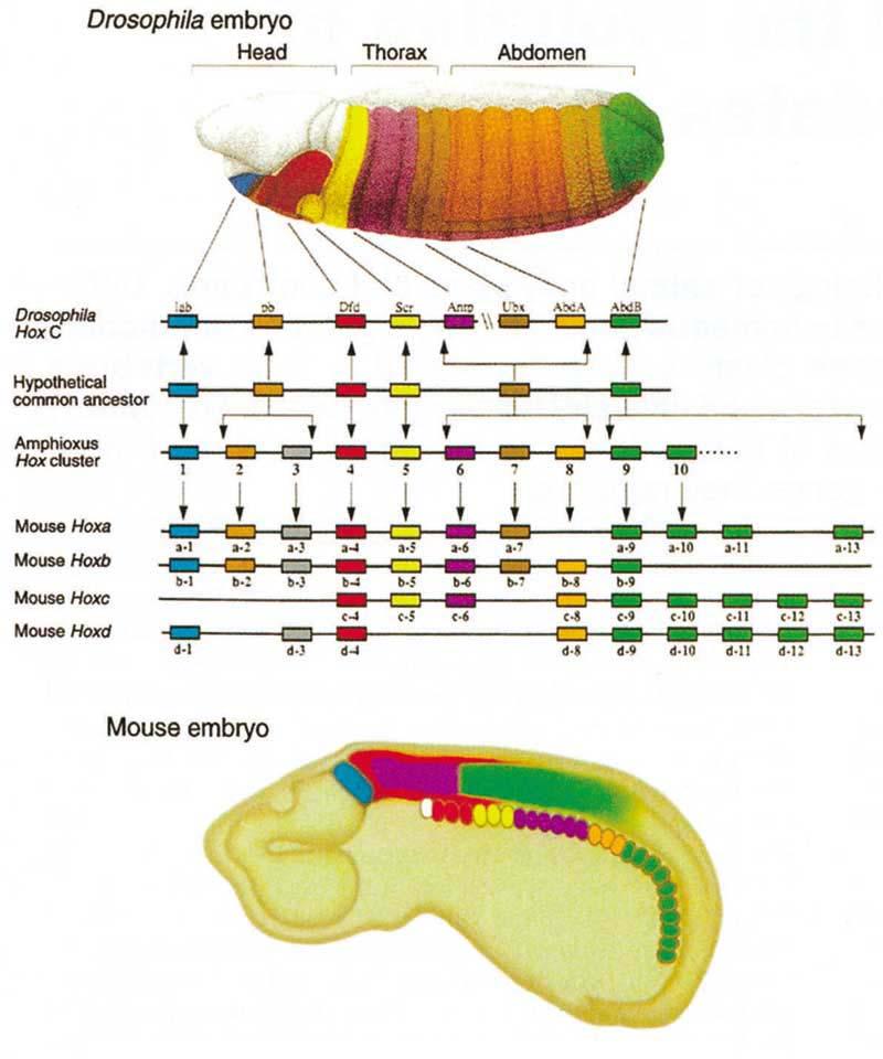 Carroll, 1996 Otx genes act in anterior brain development! The second gene set is the cephalic gap genes which were also originally discovered in Drosophila.