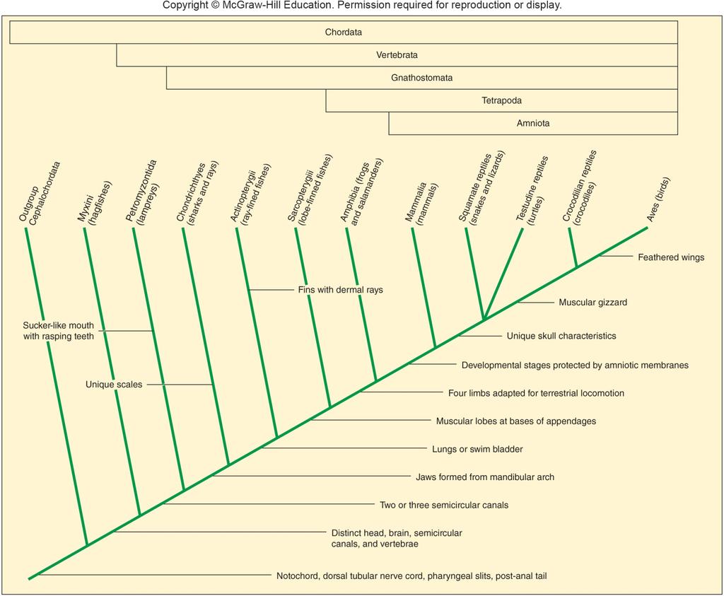 Approaches to Animal Systema=cs Figure 7.5 Cladogram showing vertebrate phylogeny. Hierarchical nes=ng Cladograms represent nested groups that share synapomorphic characters.
