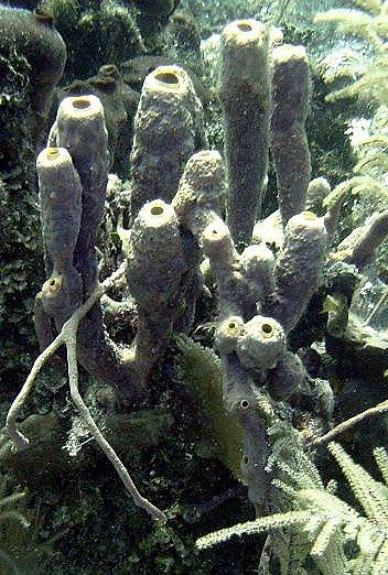 The fossil record of sponges has been at times quite good. The oldest sponges date from the precambrian.