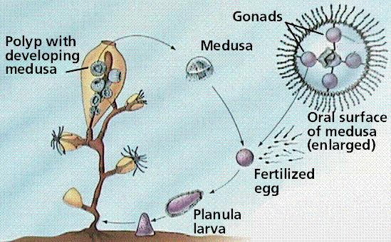 The planula moves around and eventually settles down in an appropriate location and grows into the adult polyp. The polyp grows and may eventually reproduce asexually to form medusae.