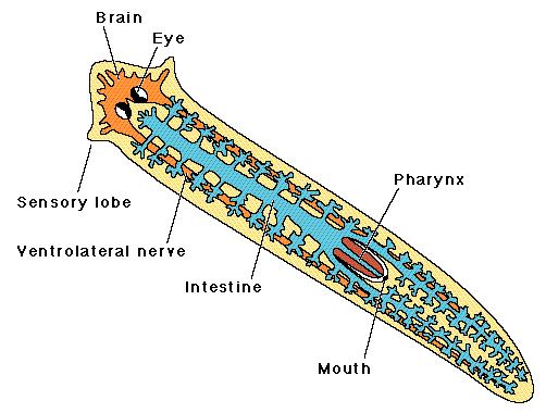 Parasitic members of this phylum, such as flukes and tapeworms, are characterized by these modifications: 1.