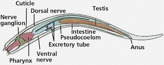 Adult nematodes have a pseudocoelom (tubewithin-a-tube), a closed fluid-filled space that acts as a hydrostatic skeleton, aids in circulation and dispersal of nutrients.