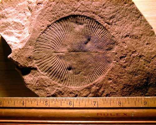 The Cambrian: Animals with Hard Body Parts Beginning 570 million years ago, early during the Cambrian time, animals
