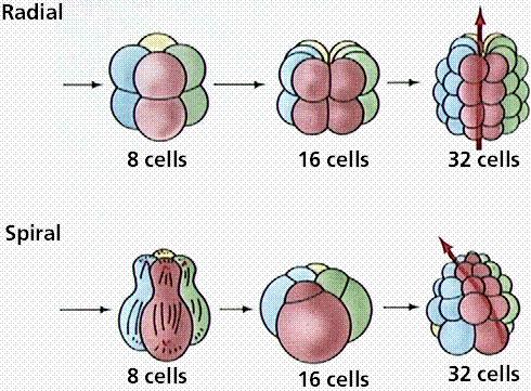Differences in cleavage between the embryos of protostomes and deuterostomes.