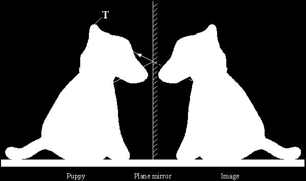 (Total 2 marks) Q14. A puppy can see an image of himself in a plane mirror. The diagram shows how the puppy can see his disc.