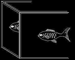 The diagram below shows the top of the aquarium. Two light waves have been drawn from the fish.