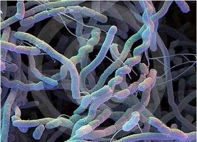 Streptomyces 199901008 Filamentous bacteria which produces the antibiotic, Streptomycin.