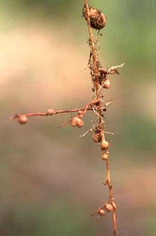 Nodulation in Legumes Frankia alder trees Rhizobia legumes Rhizobia