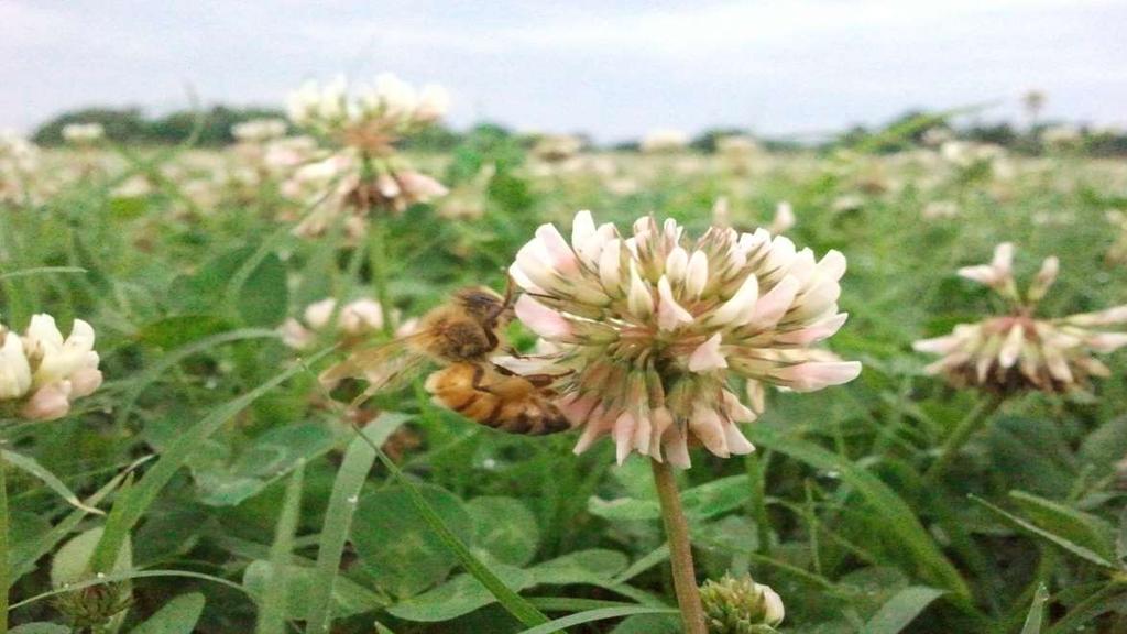 Stewardship of Neonicotinoids Do not apply neonicotinoid insecticides to plants in the presence of pollinators. Do not apply to plants when bees are actively foraging.