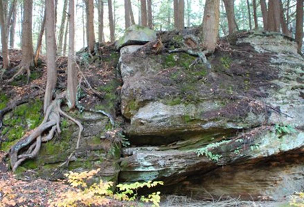 o Plants causes weathering. The roots can grow into cracks in rocks.