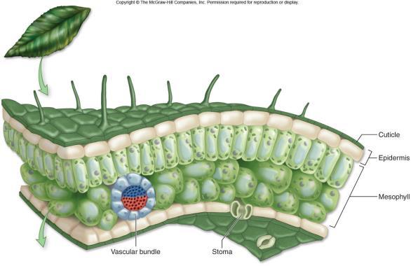 Figure 10.4b Chloroplast Stroma Thylakoid Granum Thylakoid space Outer membrane Intermembrane space Inner membrane 1 m 14 What is the stomata? Chlorophyll a is found in the: 1.