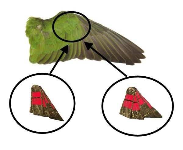 3-4, within the joint. Figure 3-4. Feather-like elements [http://www.kidwings.