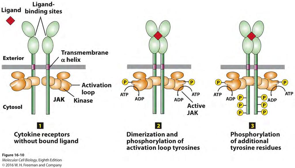 Activation of cytokine receptors by ligand 1. Receptor dimers in absence of ligand have poor kinase activity 2.