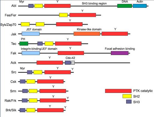 Src homology domains originally found in