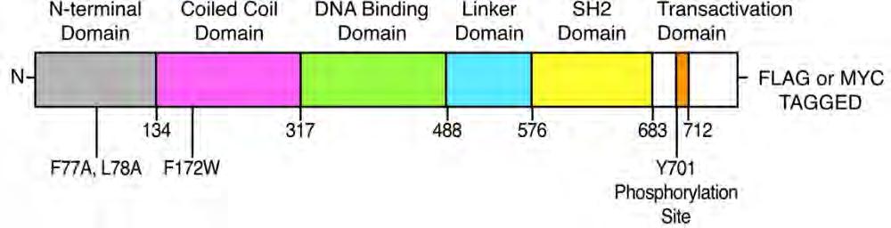 transcription factors contain N- terminal DNA binding domain, an